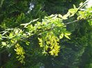 laburnum anagyroides