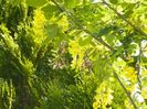 laburnum anagyroides