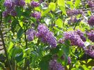 syringa Sensation