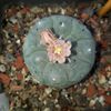 Lophophora williamsii