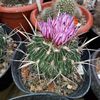 Echinofossulocactus violaciflorus