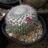 Mammillaria