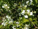 viburnum tomentosum
