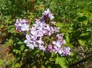 syringa Pavlinka