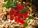 chaenomeles Cido