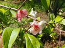 chaenomeles Toyo Nishiki