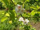 chaenomeles Toyo Nishiki