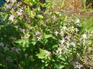 lonicera tatarica