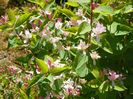 lonicera tatarica