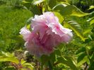 prunus Pink Perfection