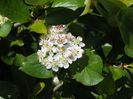 aronia melanocarpa Viking