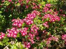 crataegus laevigata Punicea