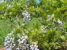 wisteria