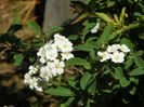 spiraea vanhouttei