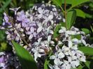 syringa chinensis