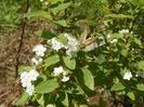 spiraea Pink Ice