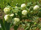 viburnum opulus Roseum