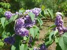 syringa Marechal Lannes