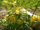 kerria Golden Guinea