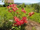 azalea Corneille