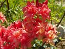 azalea Corneille