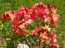 azalea Corneille