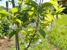 halesia carolina
