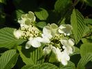 viburnum Watanabe