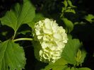 viburnum opulus Roseum