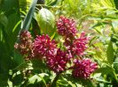 syringa Miss Canada