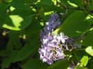 in loc de syringa Palibin
