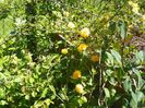 kerria japonica