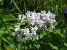 syringa Krasavitza Moskwy