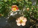 potentilla Sunset