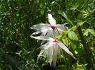 clematis Albina Plena