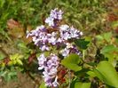 syringa Pavlinka
