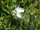 narcissus poeticus
