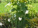 narcissus poeticus