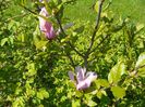 magnolia Leonard Messel