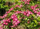 crataegus laevigata Punicea