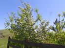 crataegus monogyna