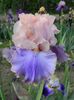 Florentine silk