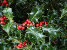 Ilex