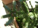 Abies pinsapo