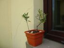 2 Maslini (Olea europaea)
