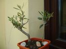 2 Maslini (Olea europaea)