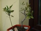 2 Maslini (Olea europaea)