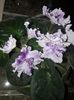 AE Avantiura