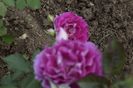_DSC0043