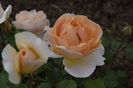 _DSC0062